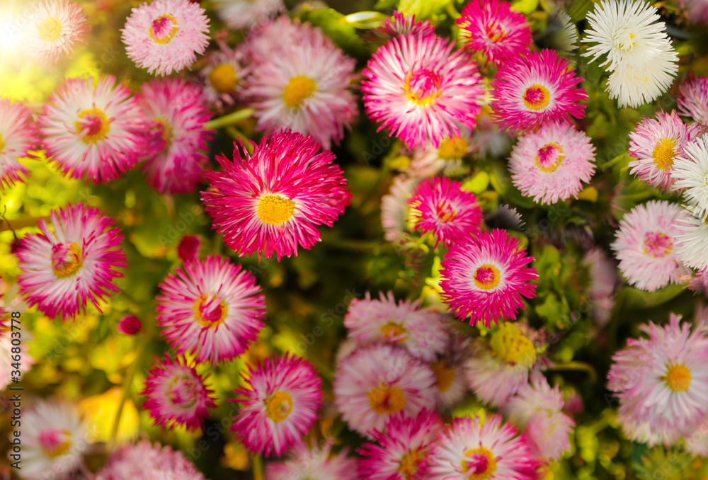 Hello summer. Floral spring background. Flowers ise plants in the garden. Beautiful Mesembryanthemum. Hello Spring. Hello summer. Floral spring background. Flowers ise plants in the garden. Beautiful Mesembryanthemum. Hello Spring.