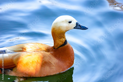 Wild duck Ogary swims on the lake.