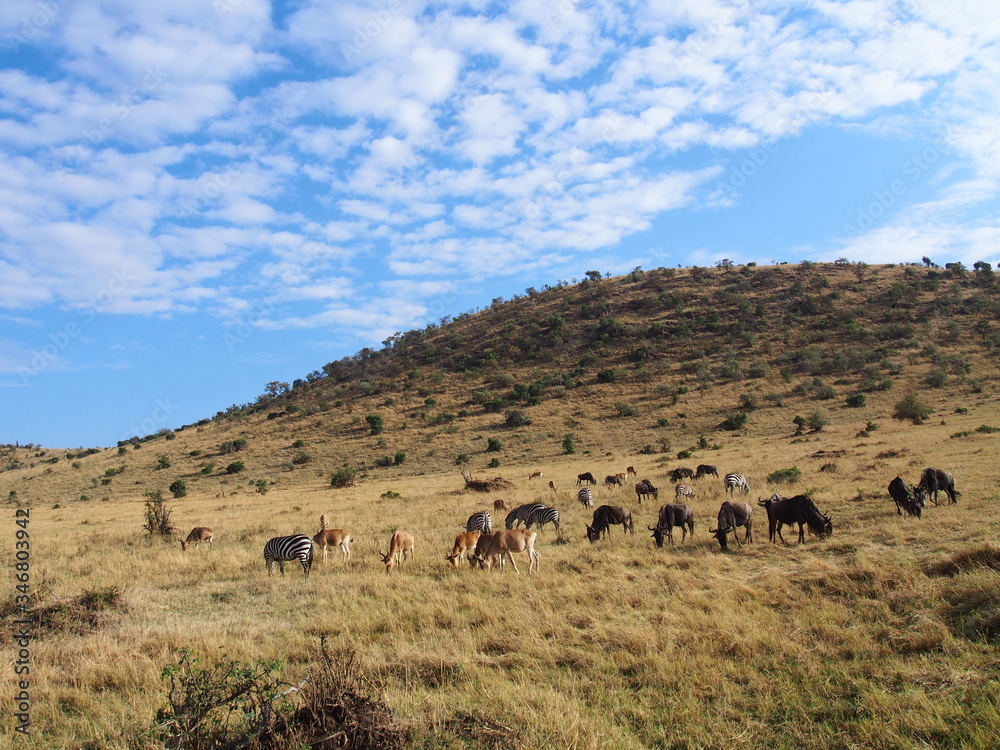 Wildlife, Safari, Game Drive, Maasai Mara, Kenya