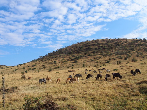 Wildlife, Safari, Game Drive, Maasai Mara, Kenya © Mithrax