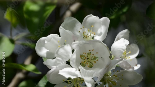 Apple tree blossom moving gently with the breeze