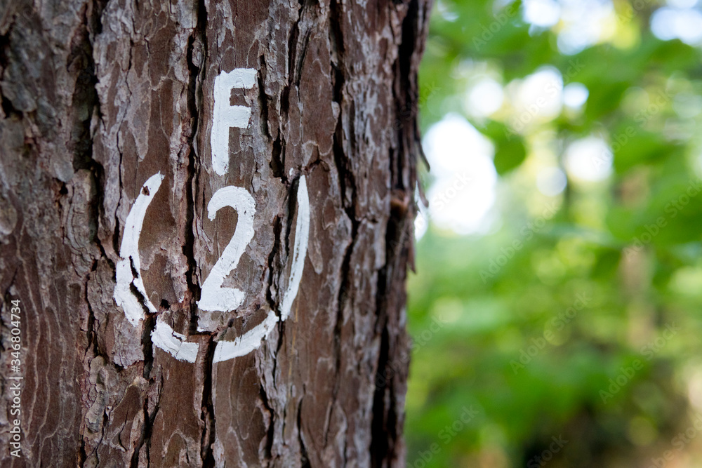 Fototapeta premium 148D44