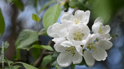 Apple tree blossom moving gently with the breeze