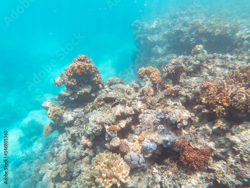 Fototapeta Naklejka Na Ścianę i Meble -  Coral underwater Great Barrier Reef. Colorful coral ecosystems in beautiful ocean. Clear blue turquoise sea. Coral reef, underwater scene and fish. Coral bleaching, endangered, marine life. Australia
