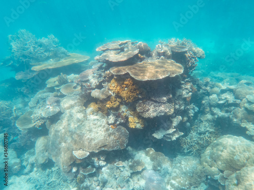 Coral underwater Great Barrier Reef. Colorful coral fish ecosystems in beautiful ocean. Clear blue turquoise sea. Coral reef, underwater scene. Coral bleaching, endangered, marine life. Australia