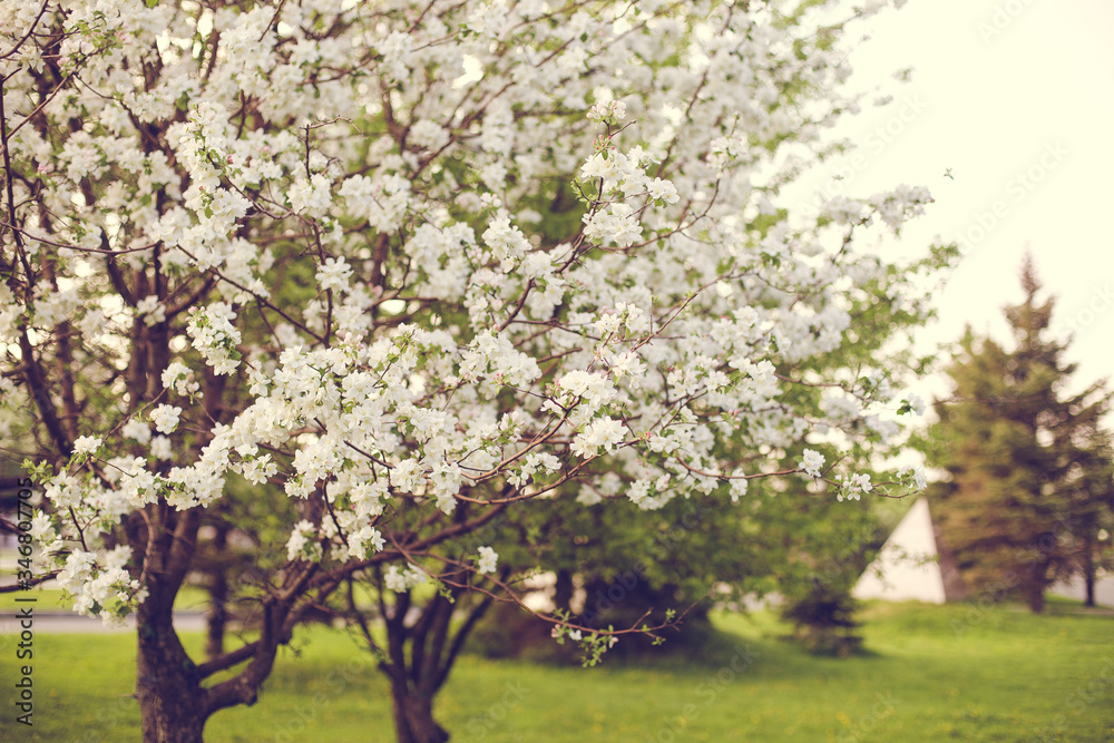 blooming apple tree in spring blooming apple tree in spring