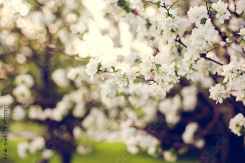 cherry blossom in spring