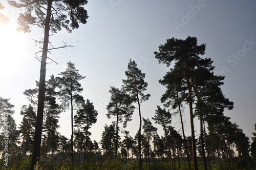 Die Waldlandschaft, ein Nutzwald in seiner Regenerationsphase für Nachhaltigkeit photo