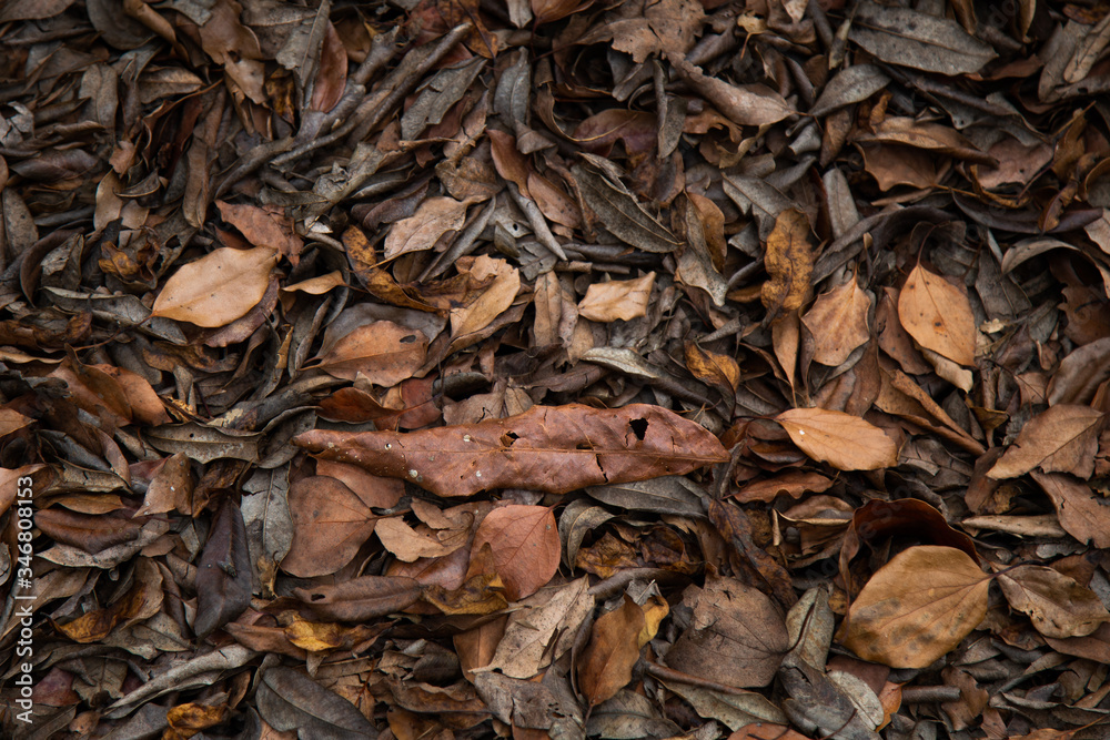 fallen leaves on the ground in the forest. Seasonal picturesque background. fallen leaves on the ground in the forest. Seasonal picturesque background.