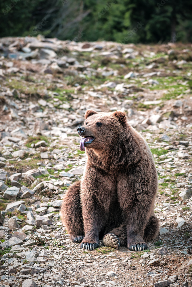 Fototapeta premium brown bear shows tongue