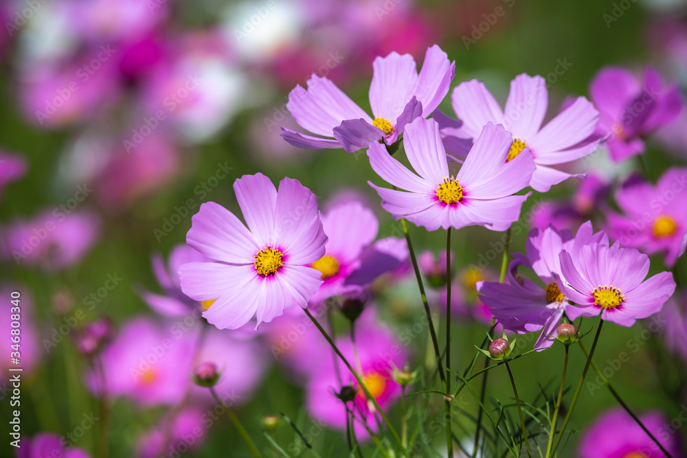 コスモスの花　秋イメージ