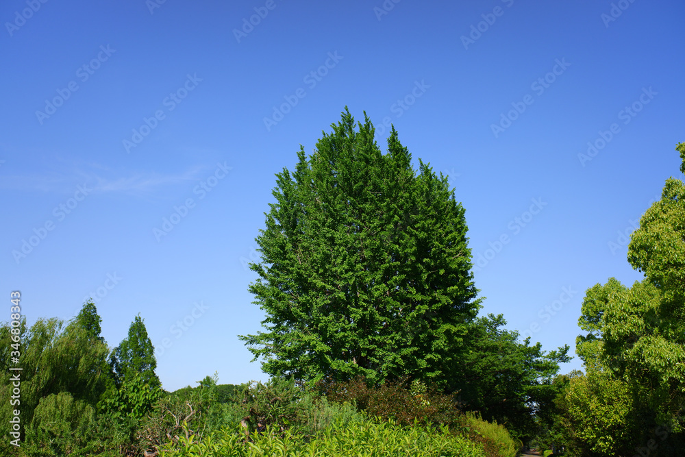 大宮公園