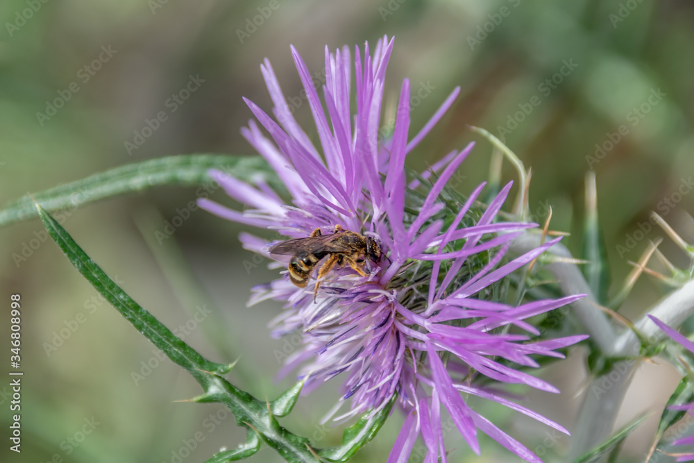 Macrophotography nature - Flower ans insect Macrophotography nature - Flower ans insect