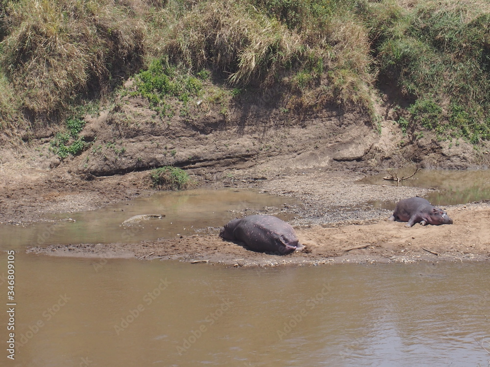 Hippos in the river, Safari, Game Drive, Maasai Mara, Kenya