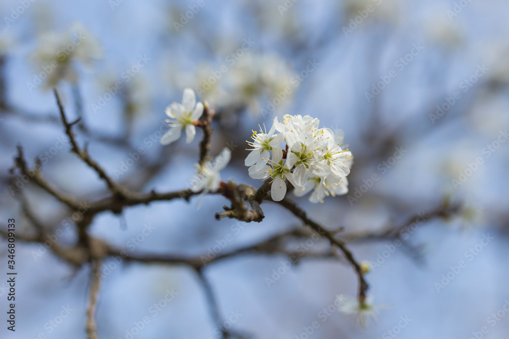 blooming blackthorn against the blue sky in Crimea blooming blackthorn against the blue sky in Crimea