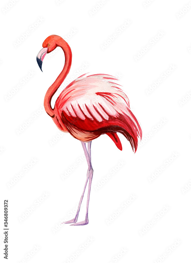 Fototapeta premium Hand painted watercolor pink and red flamingo bird standing on two lags isolated on the white background