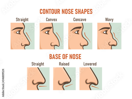 Contour nose shapes. Base of nose. Different types of noses.