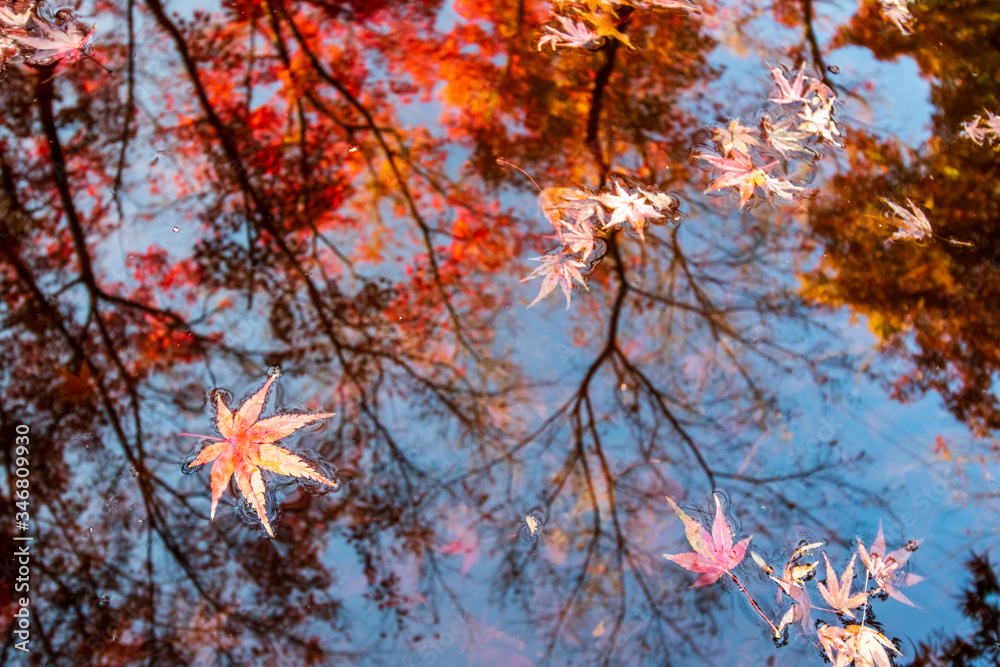 紅葉と水面　秋のイメージ