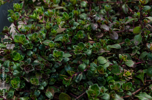 Young sprouts of thyme photo