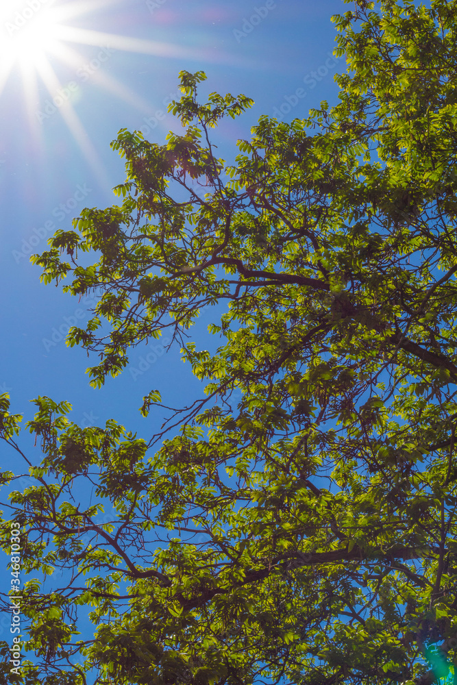 Baum Baum