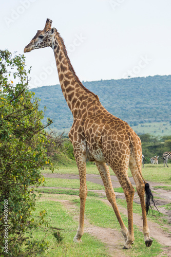 A Rothschild Giraffe Walking in Masai Mara  Kenya on a September evening