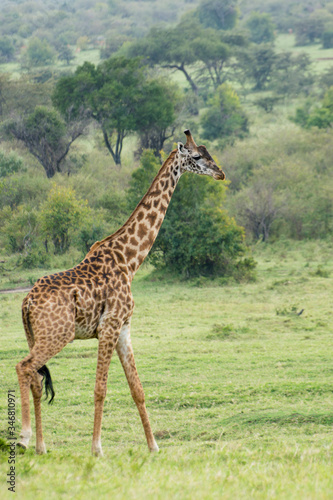 A Rothschild Giraffe Walking in Masai Mara  Kenya on a September evening