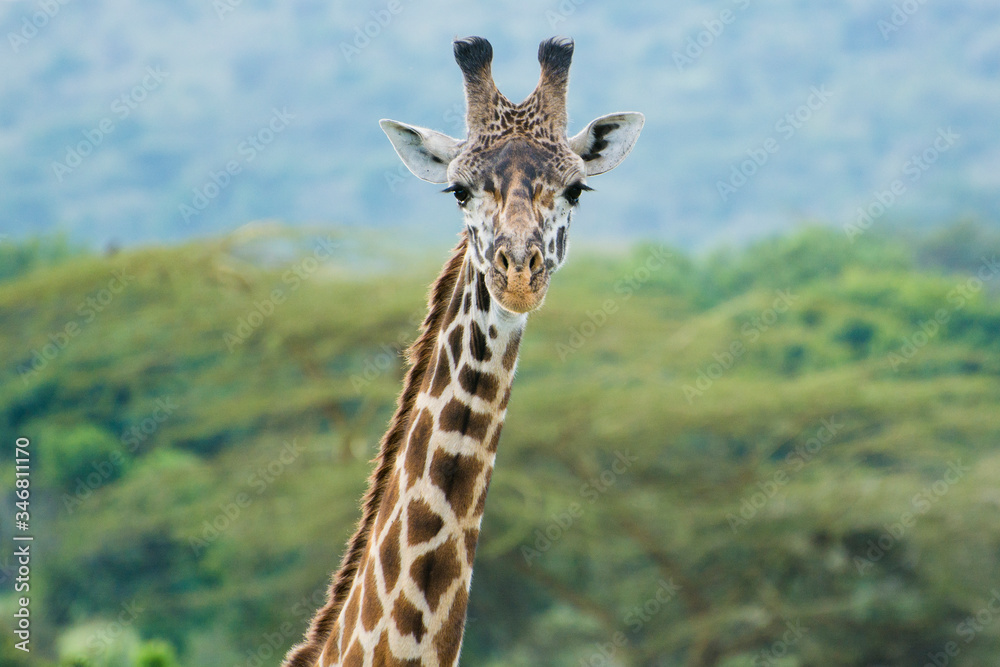 A Rothschild Giraffe in Masai Mara, Kenya on a September evening A Rothschild Giraffe in Masai Mara, Kenya on a September evening