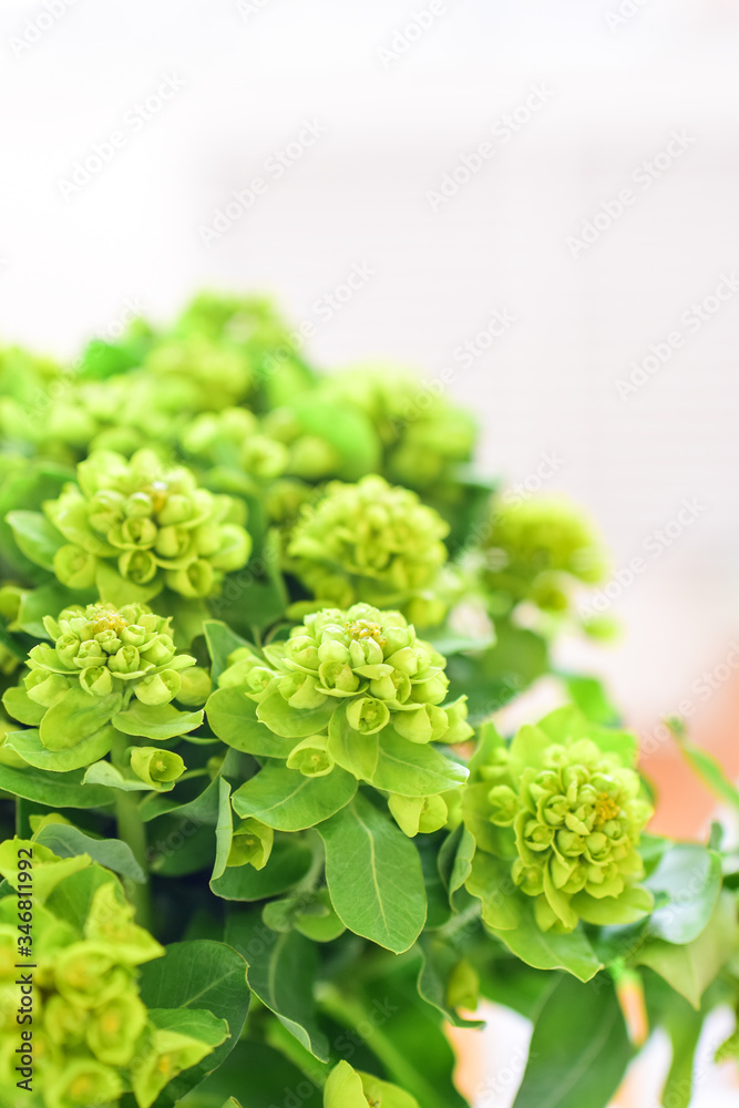 bouquet of flowers bouquet of flowers