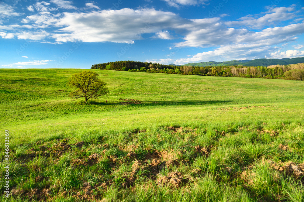 Oak tree on green spring meadow, wallpaper of wild nature Oak tree on green spring meadow, wallpaper of wild nature