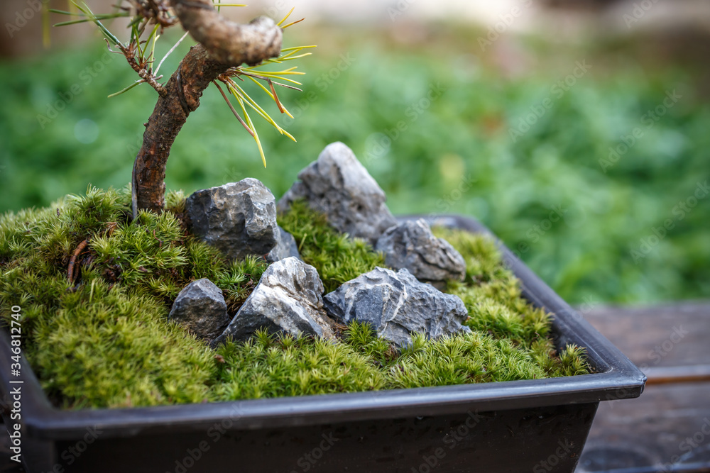 苔盆栽 和風イメージ 苔盆栽 和風イメージ