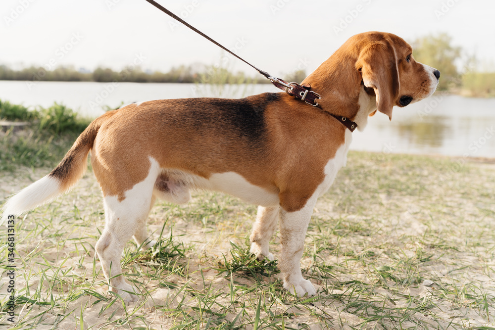 dog breed Beagle close up walking on the street dog breed Beagle close up walking on the street