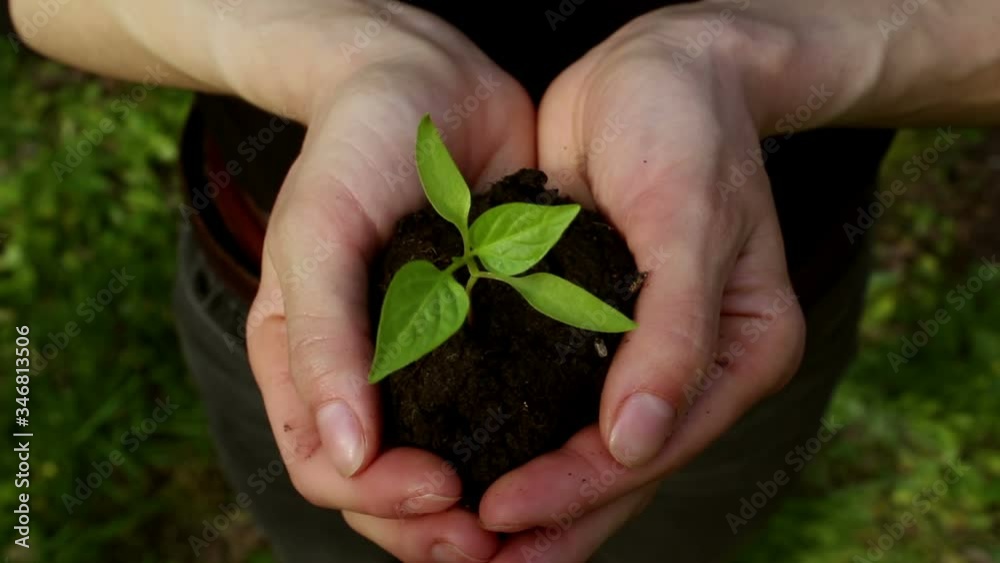 A young girl holds a handful of soil with a growing seedling. Young green sprout in the hands of a farmer girl. Concept of a green planet, ecology. Symbol of growth, environmental protection. A young girl holds a handful of soil with a growing seedling. Young green sprout in the hands of a farmer girl. Concept of a green planet, ecology. Symbol of growth, environmental protection.