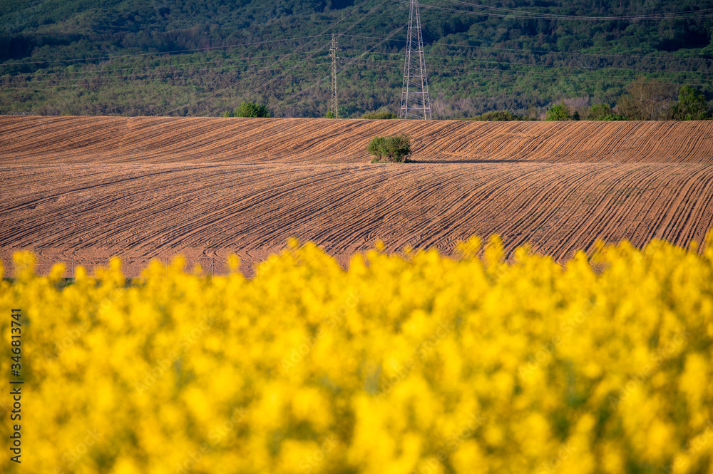Agricultural field in spring, yellow oilseed rape and freshly plowed brown field ready for planting