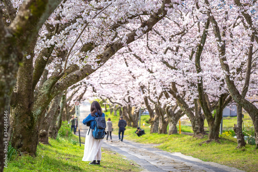 桜のアーチ　春のイメージ