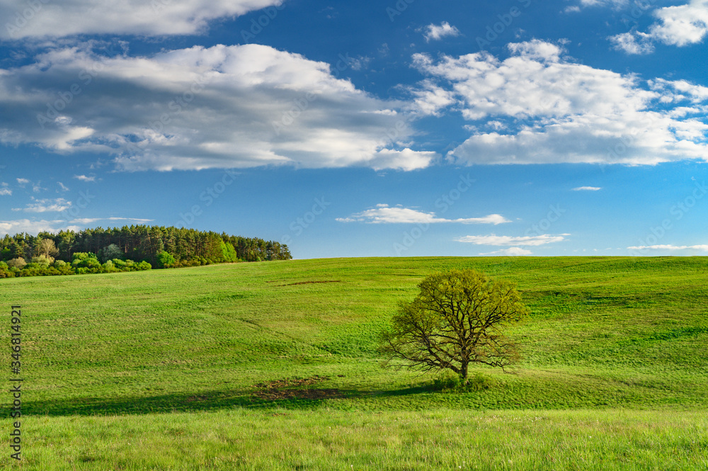 Old oak tree on green spring meadow, landscape in sunny day with blue sky