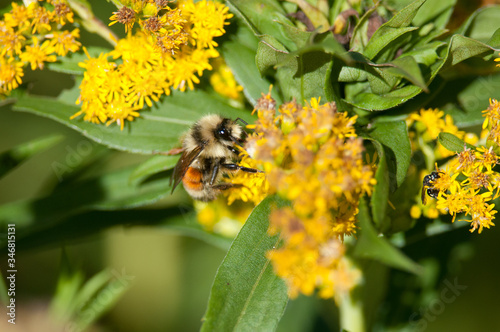 Tricolored Bumble Bee on Goldenrod 