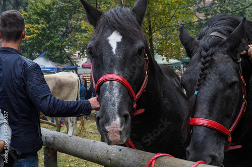 Fototapeta Naklejka Na Ścianę i Meble -  Black horse with white star in the forehead meaning good luck, for sale during farmer market