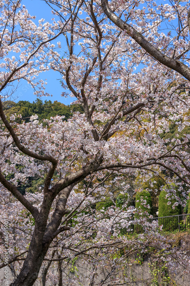 桜の花　春のイメージ