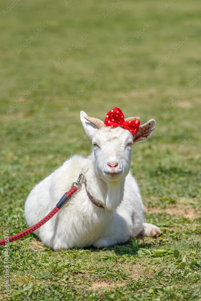 Obraz premium ヤギのポートレート