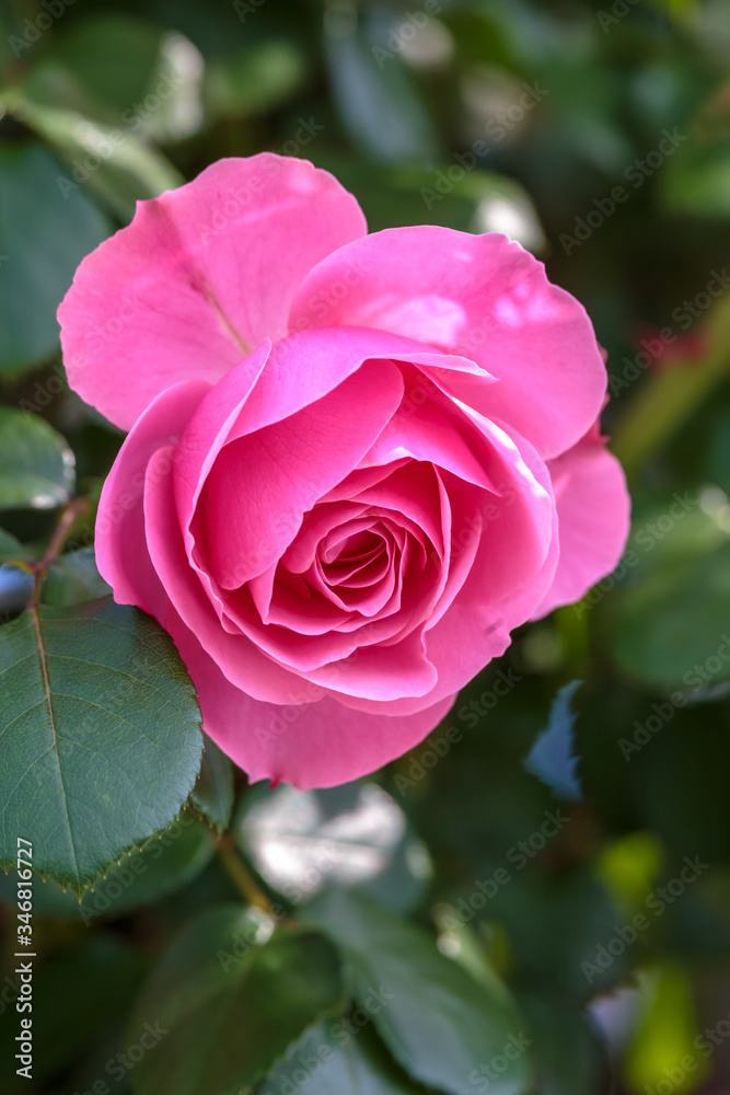 バラの花 屋外撮影 バラの花 屋外撮影