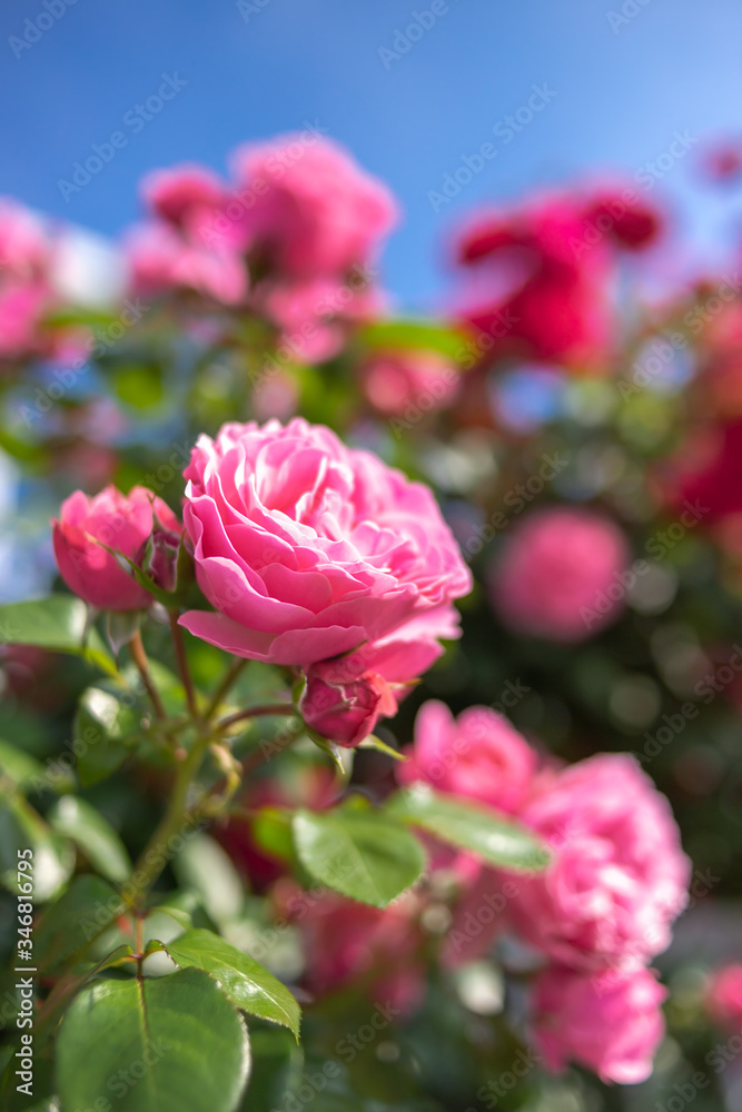 バラの花 屋外撮影 バラの花 屋外撮影