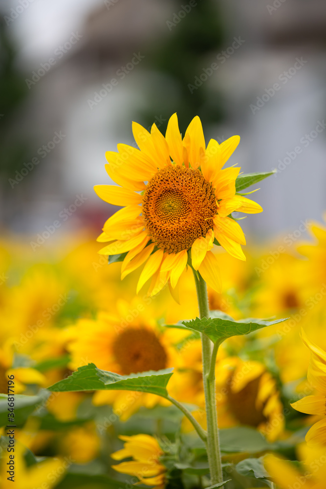 ひまわりの花 夏のイメージ ひまわりの花 夏のイメージ