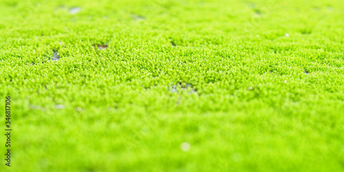 Green moss covered the ground.Selective focus