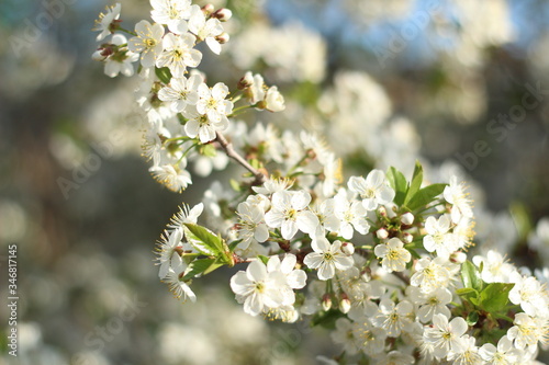 Cherry blossom. Green. White. Lots of greenery. Spring. Summer. Cherry blossoms. Cherry. Cherry blossoms. Cherry blossoms. Flowers. Cherries