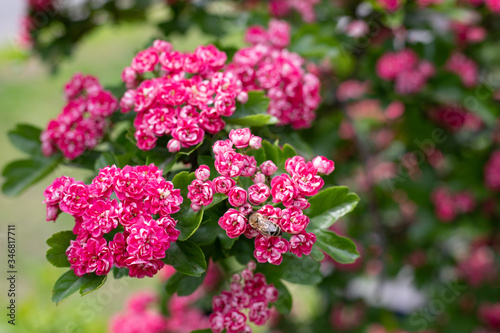 flowering spring tree with small pink flowers, roses