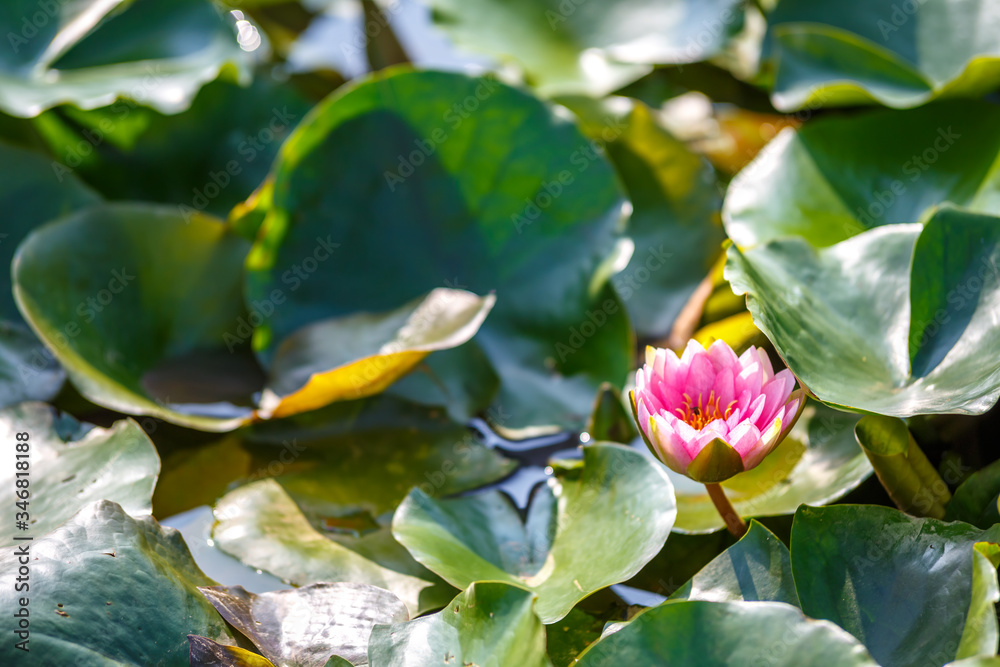 睡蓮の花　初夏イメージ