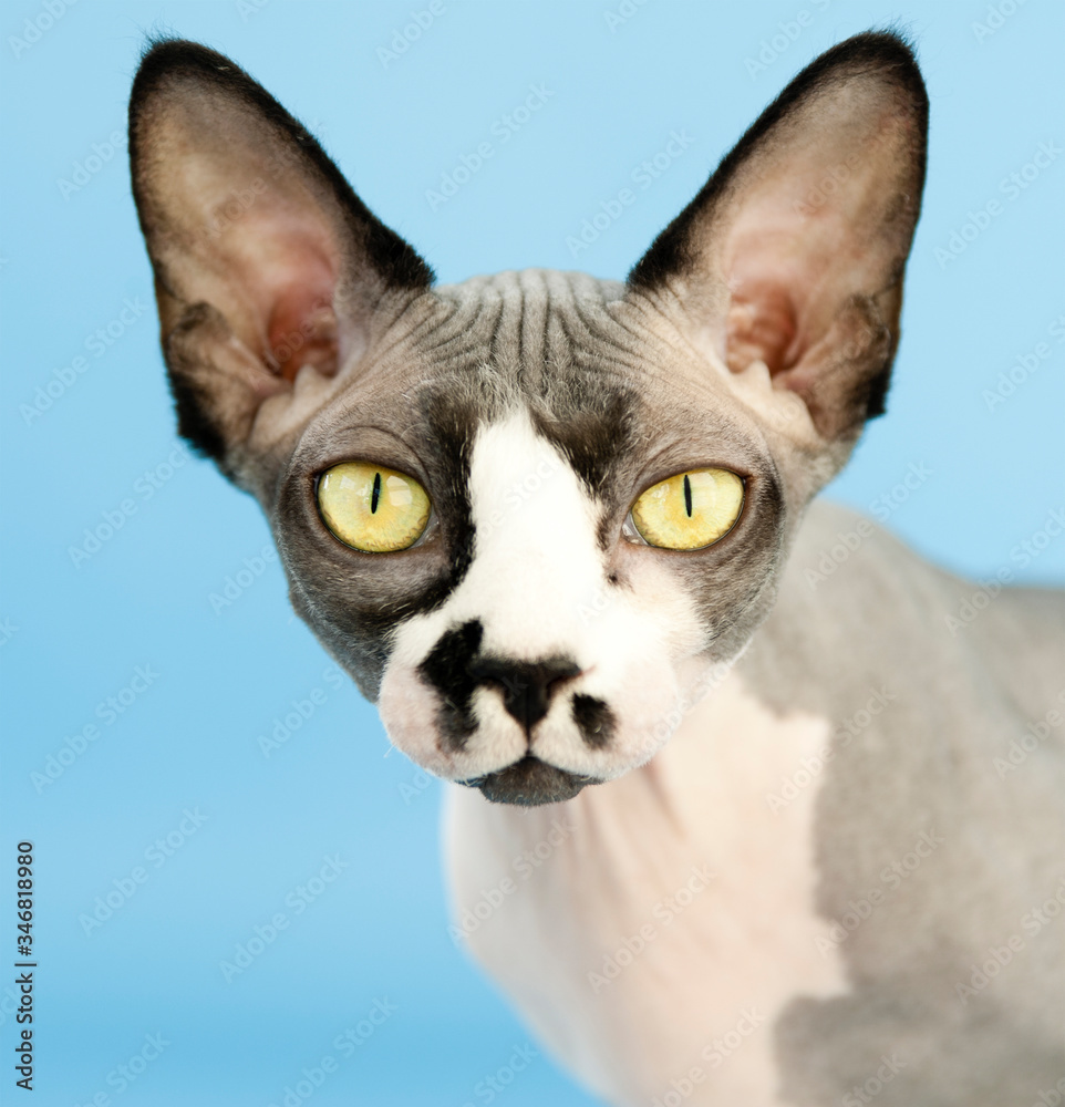bald cat Sphinx on blue background