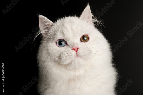 white fluffy cat with multicolored eyes on a dark background