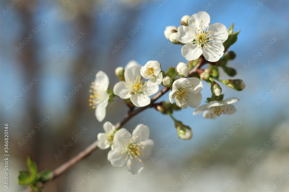 Cherry blossom. Green. White. Lots of greenery. Spring. Summer. Cherry blossoms. Cherry. Cherry blossoms. Cherry blossoms. Flowers. Cherries Cherry blossom. Green. White. Lots of greenery. Spring. Summer. Cherry blossoms. Cherry. Cherry blossoms. Cherry blossoms. Flowers. Cherries