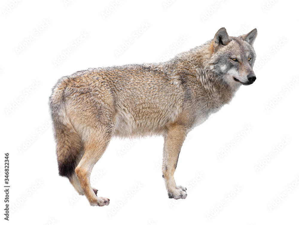 Fototapeta premium wolf standing isolated on a white backgroun